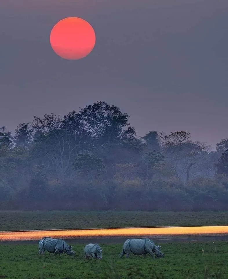 Sunset Serenade: Rhinos Roam Gracefully Against Kaziranga's Twilight Sky  